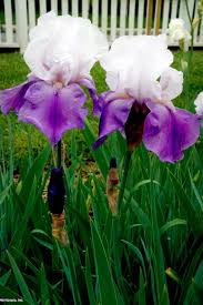 Pollination in plants is the act of transferring pollen grains from the male anther of a flower to the female stigma. Bearded Iris Hgtv