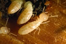 Places anderson, south carolina business service w.e. Is It Termite Renewal Time Scout S Pest Control