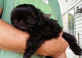 We started a new chapter in our lives and moved to hutchinson mn!!! Purebred Shih Tzu Pups For Sale In Zimmerman Minnesota Classified Americanlisted Com