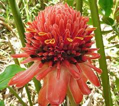 Image result for Etlingera