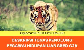 Tawaran adalah dipelawa daripada warganegara malaysia yang berkelayakan untuk memohon bagi mengisi jawatan kosong di perhilitan sebagaimana berikut: Deskripsi Tugas Penolong Pegawai Hidupan Liar Gred G29