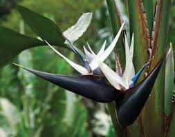 Indoor Bird Of Paradise Plant Care Black And White Bird Of Paradise Plant I Love This Flower Birds Of Paradise Plant Birds Of Paradise Flower Plants