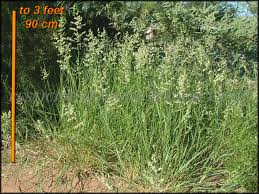 Image result for Eragrostis echinochloidea
