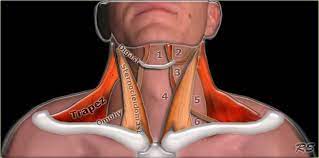 The Radiology Assistant Infrahyoid Neck Anatomy Of The Neck Sternocleidomastoid Muscle Neck Exercises