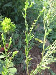 Image result for Heliotropium zeylanicum