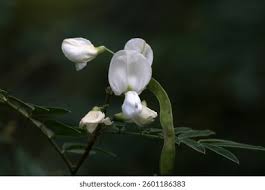 Image result for Tephrosia aurantiaca