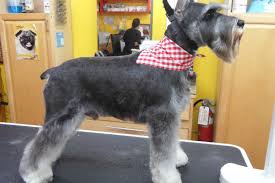 Последние твиты от miami's pet grooming (@miamispetgroom). Where To Get Your Dog Pampered And Groomed In Miami Racked Miami