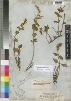 Image result for Orthosiphon schimperi