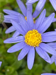 Image result for Felicia muricata