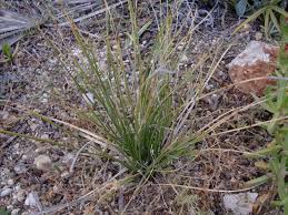 Image result for Nolletia arenosa