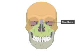 Nasal Vomer And Inferior Turbinate Concha Bones Anatomy