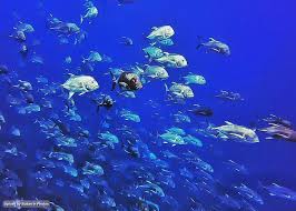 Beauty Of The Red Sea Depths In Port Sudan جمال أعماق البحر الأحمر في بورتسودان السودان Sudan Coralreef Portsudan Redsea Diving