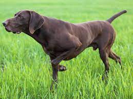 10 Pointer Dog Breeds