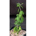 Image result for Monadenium spinulosum