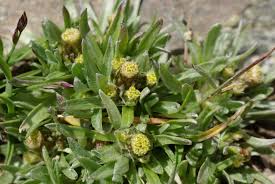 Image result for Gnaphalium