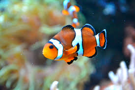 Pez payaso | Aquarium Costa de Almería