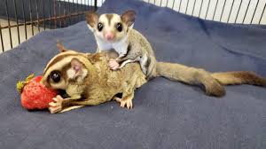 Some Animals Seized From Edgewater Home Available For Adoption