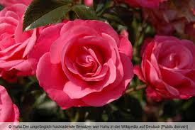 Im juli werden die blühenden schönheiten weniger und die letzten findest du mitte august. Ganzjahrig Bluhende Rosen 24 Sorten Die Am Langsten Bluhen Gartenlexikon De
