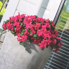 Image result for Impatiens shirensis