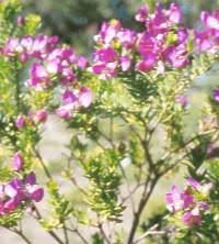 Image result for Polygala usafuensis