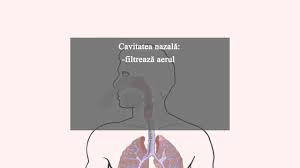Sistemul respirator (sistema respiratorium) sau aparatul respirator (aparatul respiratorius) furnizează organismului oxigen și elimină dioxidul de carbon din tractul respirator superior include cavitatea nazală, părțile nazale și orale ale faringelui. Sistemul Respirator Youtube