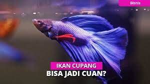 Ribuan ikan yang ikut kontes ini akan dipegang oleh handler. Cara Jitu Budidaya Ikan Cupang Di Rumah Bisa Jadi Cuan