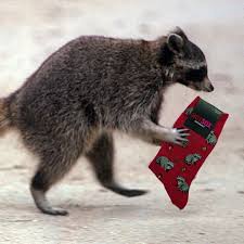 Stockings fill them with glee. Sock Vault Twitterren News Flash Raccoon Breaks Into Sock Vault Hq And Makes Off With Raccoon Socks Fridayfun Socks Socklover Epicsocks Sockaddict Coolsocks Funsocks Awesomesocks Sockgamestrong Sockswag Sockaddiction Raccoon