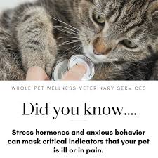 The only way vacation could get any better is if you didn't have to leave your pet behind. Whole Pet Wellness Wholepet Twitter