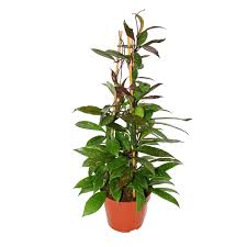 Unsere dienstleistungen im bereich zahnimplantate. Garten Terrasse Hoya Wachsblume Porzellanblume Royal H P Sonderangebot Pflanzen Samereien Zwiebeln