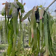 Image result for Euphorbia ramulosa