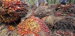 Rbd palm olein oil malaysia origin for cooking rbd palm olein oil poram standards malaysia origin available at competitive prices. Cpo Price Hits Near 3 Year High