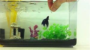 Is Bettas Eating Their Fry Betta Fish World