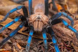 Brasillian spider süper set şu an stoklarımızda mevcuttur. This Tarantula Became A Scientific Celebrity Was It Poached From The Wild The New York Times