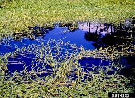 Image result for Ipomoea aquatica