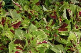 Image result for Coleus sylvestris
