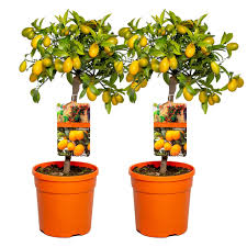 Würd mich auch mal interessieren. Orangenbaum Citrus Kumquat Pro 2 Stuck Kaufland De