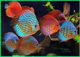 Pilihlah jenis ikan yang gemar berkelompok dan mudah berteman dengan berbagai jenis ikan lain. 75 Jenis Ikan Hias Informasi Dan Cara Perawatannya Lengkap Hewan Binatang Ikan