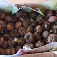 .jambi jual beli bibit porang di jambi jual beli bibit porang jambi jual produk bibit umbi porang iles 25 butir katak.manfaat tanaman porang banyak sekali terutama untuk industri dan kesehatan. Jual Beli Buah Tanaman Porang Hasil Budidaya Berkualitas Harga Murah Agromaret