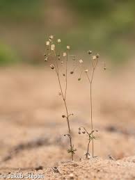 Image result for Spergula