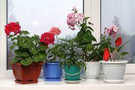 Native to new zealand, it adapts well to average home conditions. 11 Best Indoor Flowers For Beginners Easy To Grow Bloomers Houseplant Help
