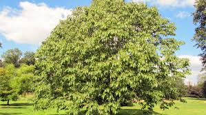 Image result for Hovenia