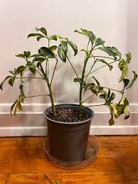 Image result for Schlechterella