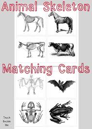 Amazing Animals Science Book For Kids Animal Skeletons Animal Science Matching Cards