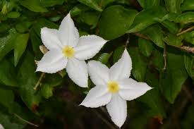 Image result for Heinsia