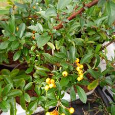 Image result for Pyracantha coccinea soleil d'or