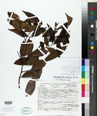 Image result for Zanthoxylum holtzianum