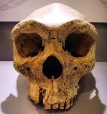 For years milo talon had been riding the outlaw trail looking for a man who had betrayed his family. 33 Homo Heidelbergensis The History Of Our Tribe Hominini