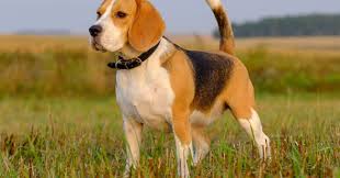 Sunshine acres beagle puppies, monroe, nc, ( near molly is dropped off with us in nc to visit while her empty nesters go to thanksgiving. Beagle Pure Breed Puppies Beagle Puppy Price In Pune