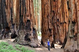 Check spelling or type a new query. 15 Amazing Things To Do In Sequoia National Park Kings Canyon