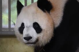 In europe, these species exist in berlin (germany), vienna (australia), madrid (spain), edinburgh zoo, and zooparc de beauval. Zoo De Beauval La Femelle Panda Huan Huan Attend En Realite Des Jumeaux